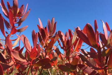 Red Flowers