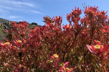 Spring bloom